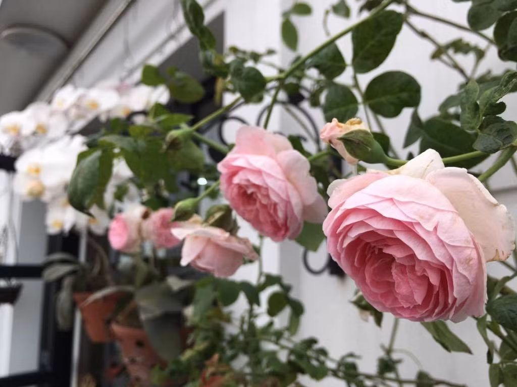 Yêu hoa hồng, vì đây là loài hoa có thể nở suốt cả một năm, để ngôi nhà khi mở cửa mỗi sáng thức dậy không chỉ đón nắng mai mà còn được hít hà hương thơm của gió, ngắm nhìn vẻ đẹp ngọt ngào của từng nụ hồng hé nở nên chị Hồng Hà quyết định làm đẹp ban công, sân thượng của gia đình mình bằng cách trồng hồng từ 6 năm trước.