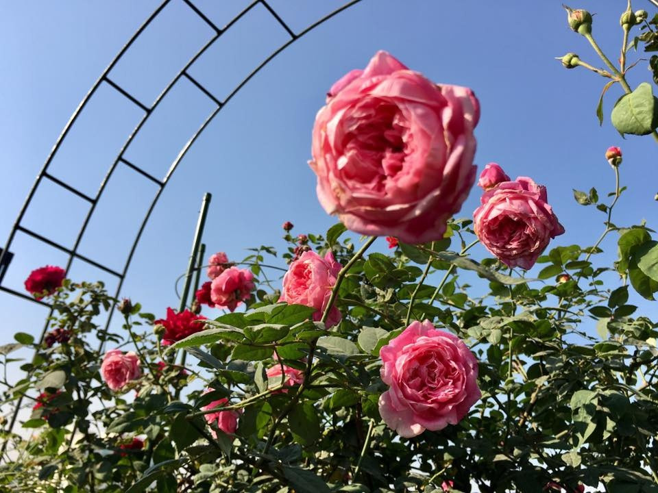 Lim tim truoc thien duong hoa hong cua vo chong Hai Phong