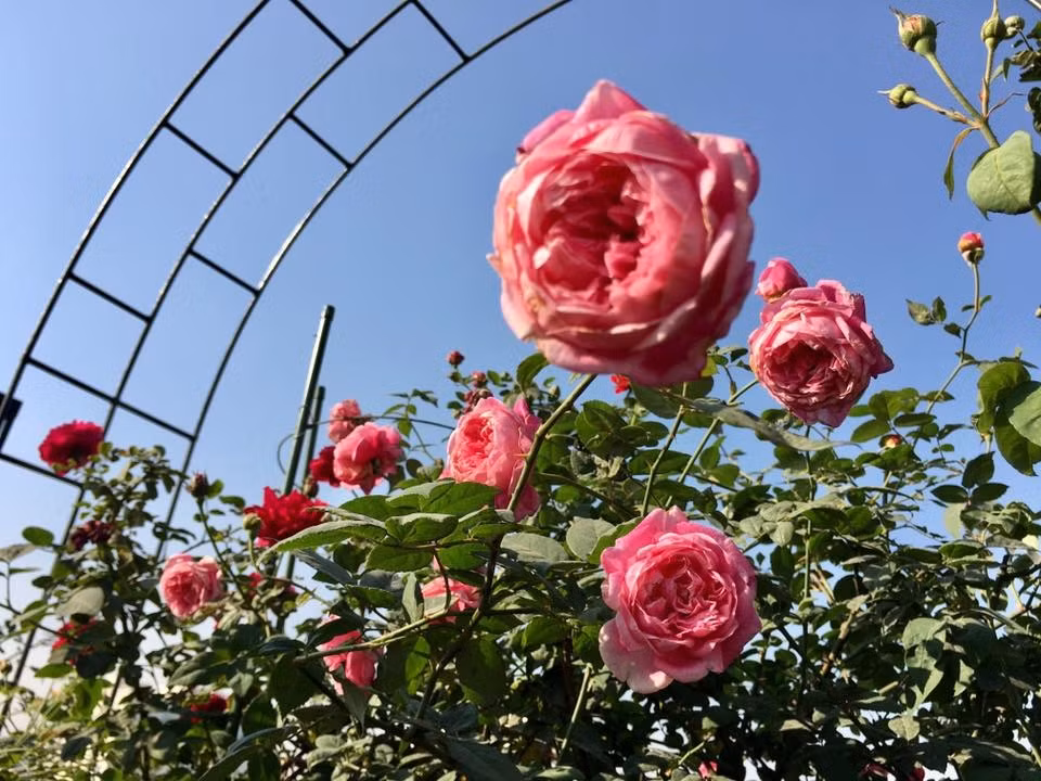 Lim tim truoc thien duong hoa hong cua vo chong Hai Phong