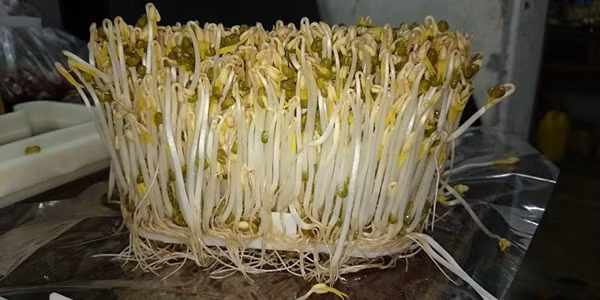 Để phân biệt được giá đỗ an toàn hay không, bạn có thể dùng tay để quấn quanh thân chúng. Giá đỗ mọc tự nhiên sẽ có độ dai, quấn 2 – 3 vòng quanh ngón tay không gãy. Ngược lại, giá đỗ lạm dụng hóa chất rất giòn, dễ gãy.