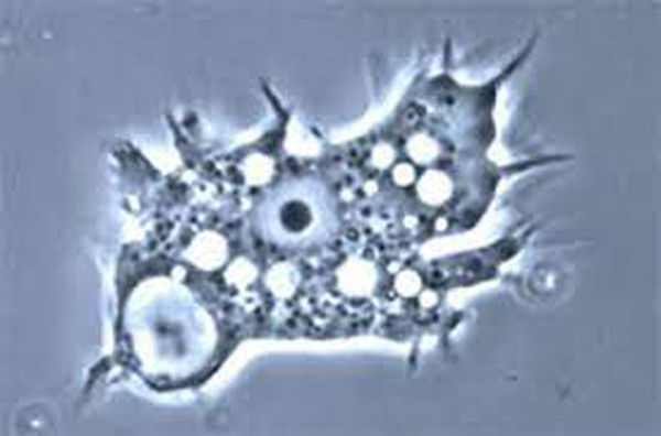 Được biết, acanthamoeba là một trong những loại đơn bào phổ biến trong đất và thường tìm thấy trong nước ngọt và một số nơi khác. Các tế bào nhỏ, chiều dài dao động 15-35μm.