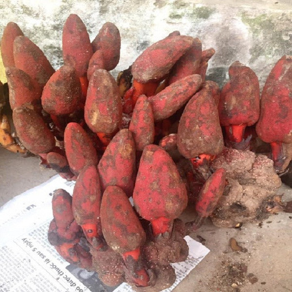 Khi sử dụng, nấm có thể sử dụng theo nhiều cách khác nhau mà không lo hao hụt dưỡng chất. Loại cây này có thể dùng để ngâm rượu, sắc thuốc hoặc chế biến thành món ăn trong gia đình. Ảnh: Internet