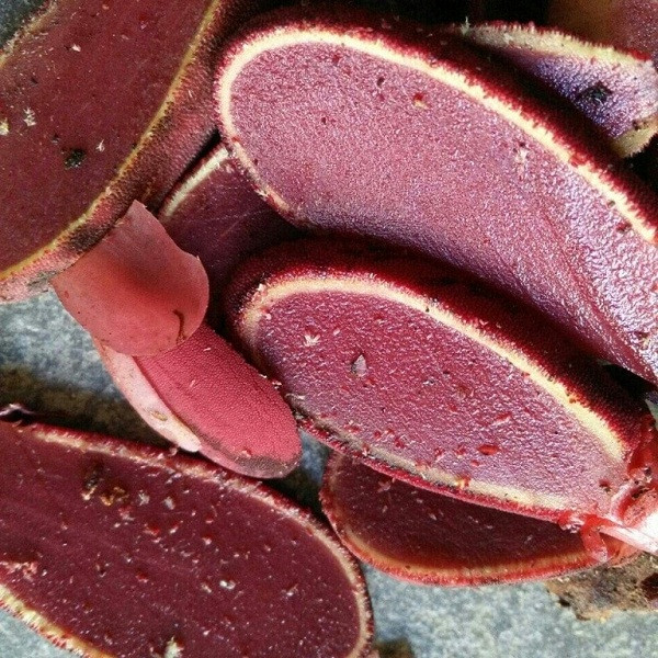 Phân tích giá trị dinh dưỡng, các nhà khoa học nhận thấy nấm ngọc cẩu chứa nhiều chất béo, tinh dầu, gentianine, carpaine, choline, vitexin, orienti, các loại axit amin, đặc biệt là chất có tác dụng cải thiện nội tiết tố nam, kích thích ham muốn tình dục testosterone, L Arginin.