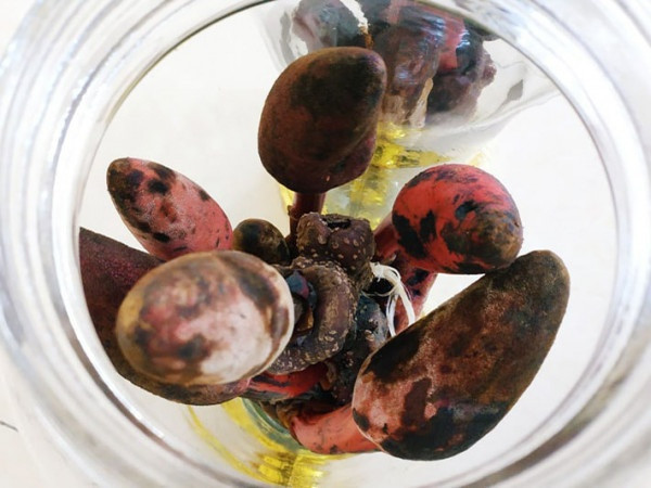 Nấm thường được sử dụng tỏa dương cùng với các thuốc bổ dương khác như ba kích, tiên mao, nhục thung dung, phá cố chỉ, dâm dương hoắc... để chữa các chứng bệnh như suy giảm ham muốn tình dục, liệt dương, xuất tinh sớm, di mộng tinh, lãnh cảm, muộn con...