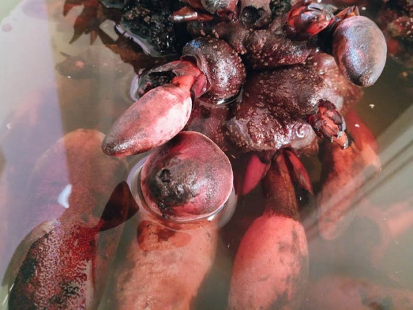 ThS. Hoàng Khánh Toàn, Chủ nhiệm Khoa Đông Y, Bệnh viện Trung ương Quân đội 108 cũng khẳng định “nấm ngọc cẩu” là vị thuốc tỏa dương thông dụng trong việc chữa bệnh thường nhật của y học cổ truyền. Nó được xếp trong nhóm thuốc bổ dương của Đông dược.