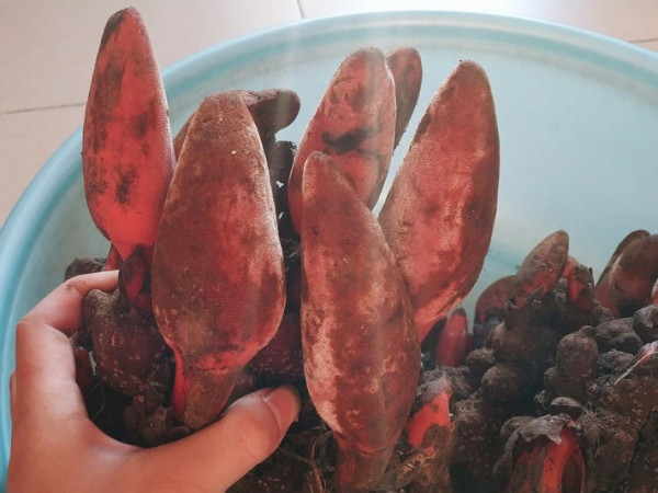 Theo Đông y, nấm ngọc cẩu có vị chát, ngọt, tính ôn, quy vào tỳ, thận và có nhiều tác dụng hỗ trợ điều trị chữa bệnh như yếu sinh lý, liệt dương, táo bón, đau nhức xương khớp, bồi bổ cơ thể.