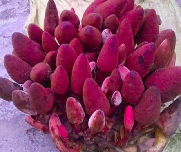 Dù vậy, việc sở hữu thành phần giúp tăng cường sinh lực, giá cả cũng không quá cao, nấm ngọc cẩu ngày càng được quý ông lùng mua để bồi bổ.