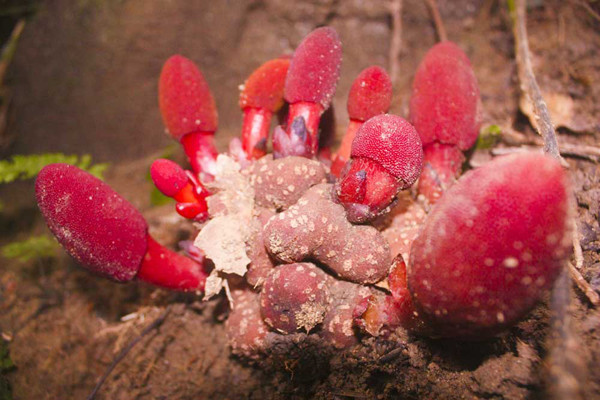 Thực tế, loại cây này vốn không thuộc họ nhà nấm. Chúng chủ yếu sống ký sinh trên những cây gỗ lớn, tán rộng. Nhờ có vẻ ngoài tương tự như thân nấm, hình dáng giống “của quý” của 1 loài vật nuôi mà người ta gọi nó với cái tên nấm ngọc cẩu.