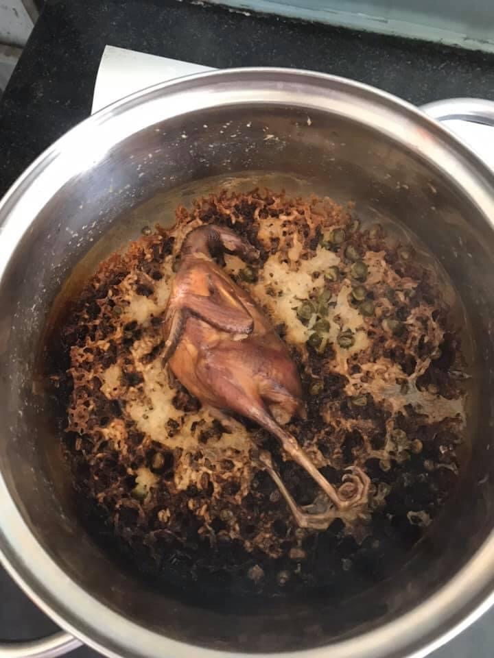 Chú gà trên sa mạc?