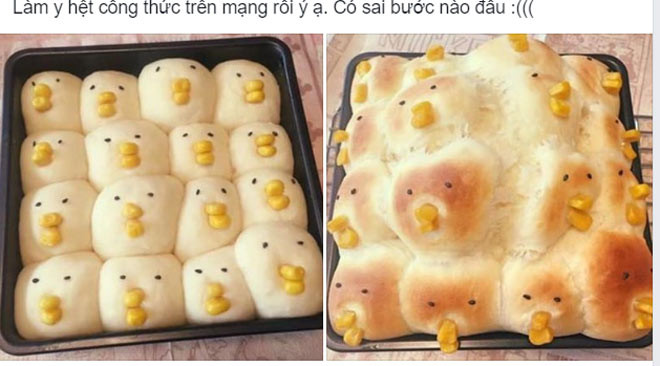 Những chú gà này có lẽ ăn tăng trọng nên hơi phát tướng.