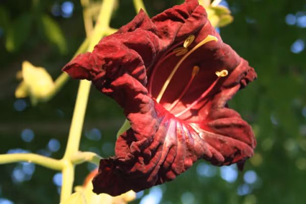 Sau khi được thụ phấn, hoa sẽ kết quả có hình dáng rất giống những chiếc xúc xích treo lủng lẳng. Phải mất một năm loại quả này mới đủ thời gian để trưởng thành.