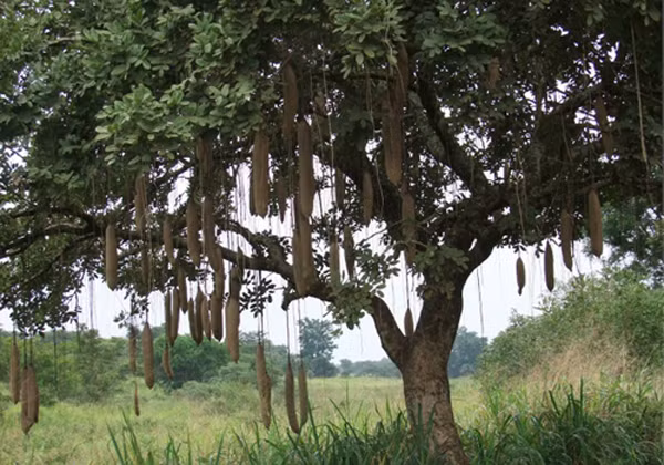 Được biết, cây xúc xích cùng họ với phượng tím. Thường sinh trưởng ở những bãi sông, đồng bằng và rừng thưa. Thân cây khá cao, có thể lên đến 20m, thân cây to, tán tròn rộng nên được trồng để lấy bóng mát hoặc chống xói mòn ở các bờ sông.