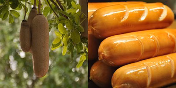 Tên gọi của cây được đặt theo hình dáng quả. Quả của chúng rất lớn, có thể dài tới 1m và nặng 10kg. Nhìn xa, chúng trông giống như những chiếc xúc xích khổng lồ được tạo hóa treo trên cây.