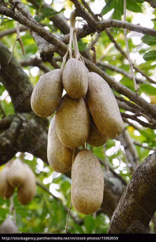 Đặc biệt, quả xúc xích còn là nguồn thực phẩm cứu đói cho rất nhiều người dân bản địa. Do quả chứa độc tố nên người Châu Phi không ăn trực tiếp mà chỉ tận dụng phần hạt bên trong.