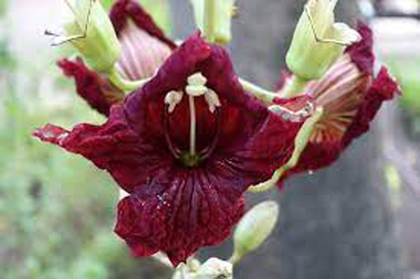 Cây xúc xích có quá trình ra hoa kết trái không giống như bình thường. Cụ thể, cây xúc xích không nhờ ong hay các loại côn trùng thụ phấn mà chủ yếu nhờ vào dơi. Loại hoa này có màu đỏ sẫm, hình chuông, nở vào ban đêm, tỏa ra mùi hương khó chịu.