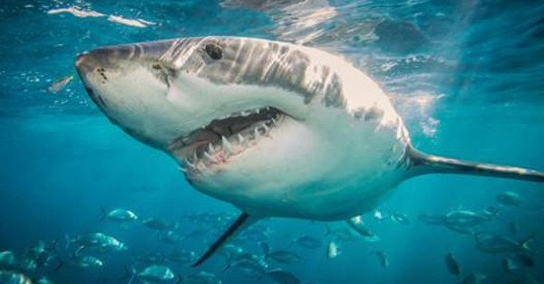 Thông thường, những con cá lớn sẽ đứng đầu chuỗi thức ăn. Ăn “tạp” khiến chúng có khả năng tích tụ kim loại nặng, không thích hợp để chế biến làm thức ăn lâu dài. Ảnh: Internet