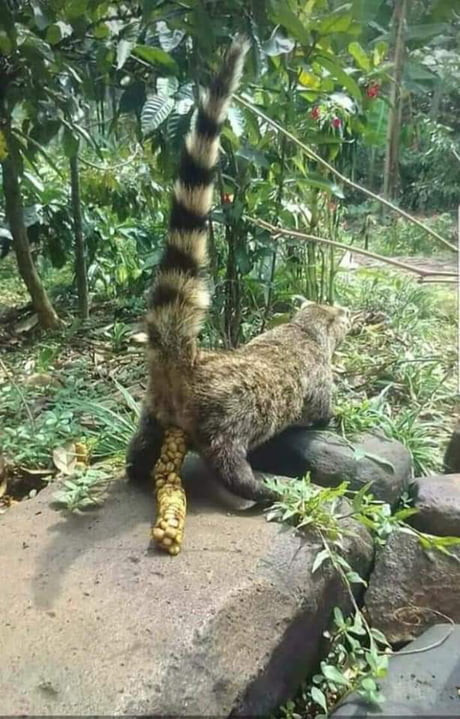 Tuy nhiên khi hình dung ra cảnh, những chú chồn ăn và tiêu hóa ra những viên cà phê này, không phải ai cũng đủ can đảm thưởng thức chúng.