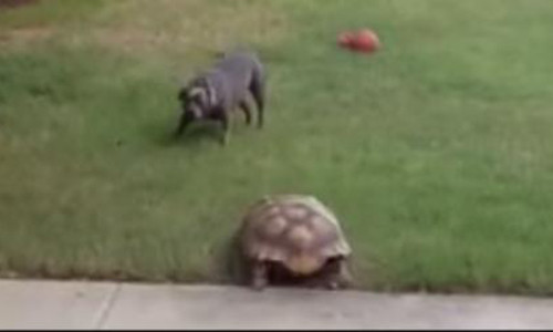 Chuyen la: Rua hung du ruot duoi cho chay te khoi