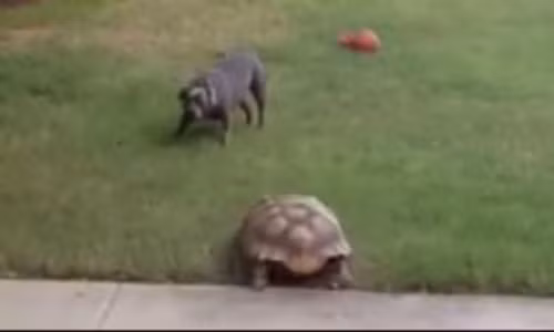 Chuyen la: Rua hung du ruot duoi cho chay te khoi