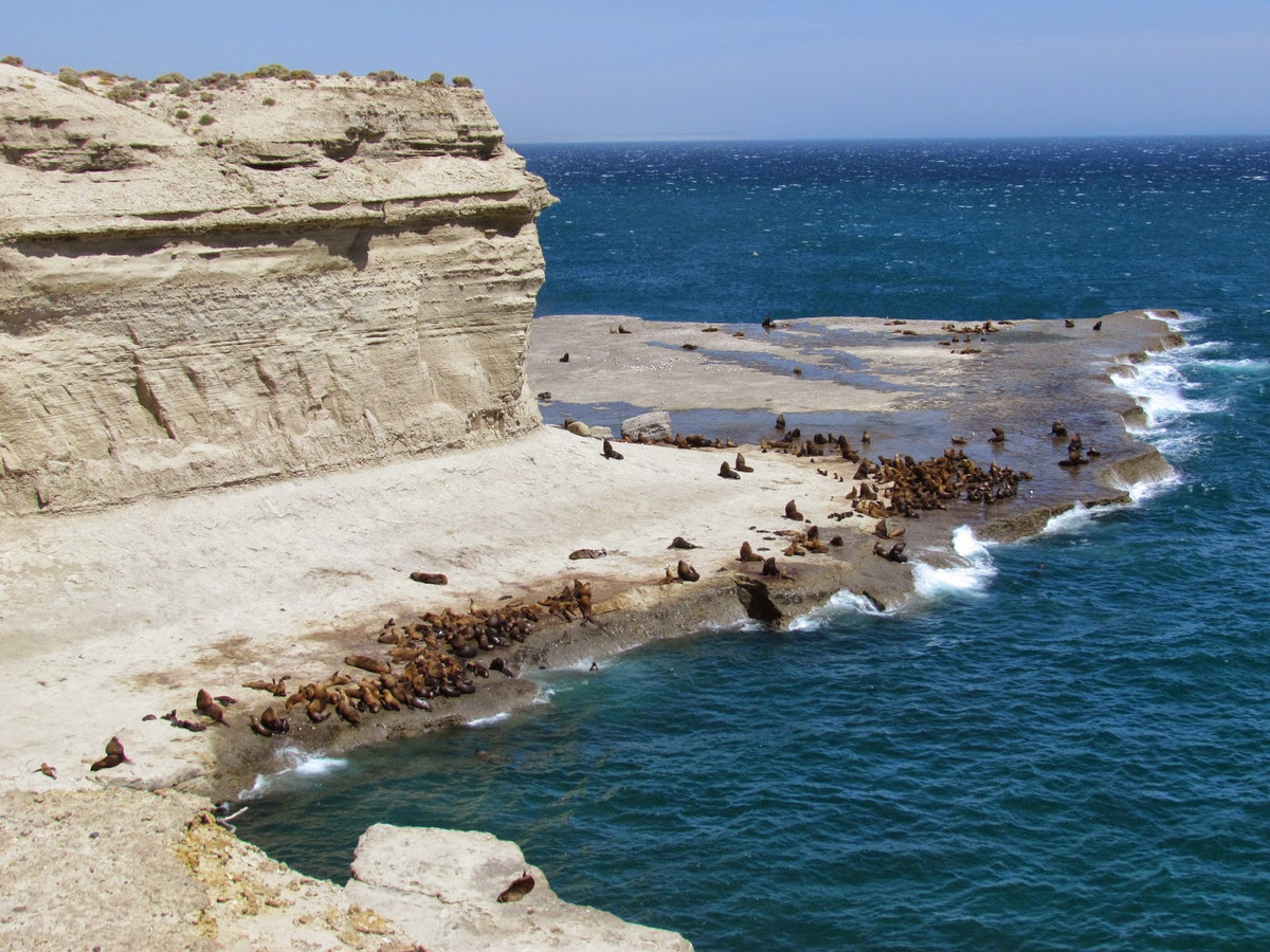 Bán đảo Valdes là một khu bảo tồn thiên nhiên nổi tiếng tại Argentina. Địa điểm này là "nhà" của nhiều loài sinh vật có nguy cơ tuyệt chủng, bao gồm cá voi đầu bò phương nam.