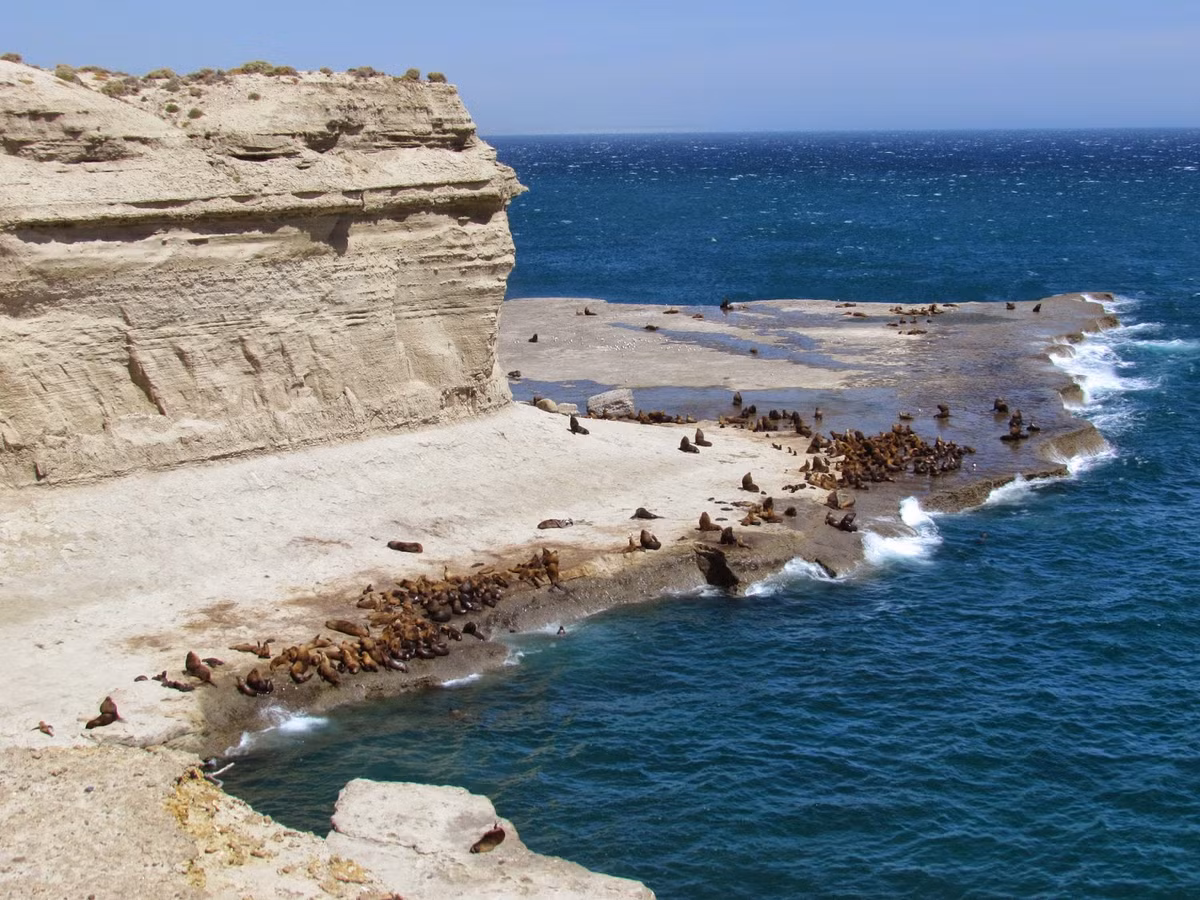 Bán đảo Valdes là một khu bảo tồn thiên nhiên nổi tiếng tại Argentina. Địa điểm này là "nhà" của nhiều loài sinh vật có nguy cơ tuyệt chủng, bao gồm cá voi đầu bò phương nam.