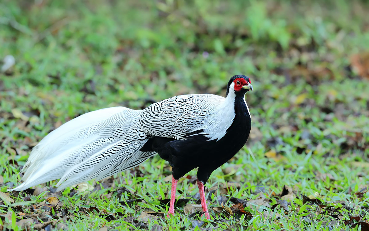 Loài gà lôi trắng khi trưởng thành có chiều dài cơ thể từ 50 - 125 cm. Cá thể gà lôi trắng trống có bộ lông hai màu, trắng ở trên lưng và đen ở phía bụng. Trong khi đó, con mái có lông nâu, mào cong, chân đỏ, da mặt đỏ.