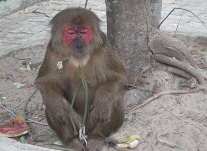 Loài khỉ mặt đỏ sống ở các khu rừng thấp ở khu vực Nam Á và Đông Nam Á. Tại Việt Nam, chúng được tìm thấy chủ yếu ở các tỉnh miền Trung.