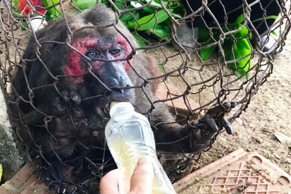 Khỉ mặt đỏ có tên khoa học là Macaca arctoides. Loài khỉ này nằm trong danh mục Sách đỏ Việt Nam, là loài động vật rừng nguy cấp, quý hiếm nhóm IIB.