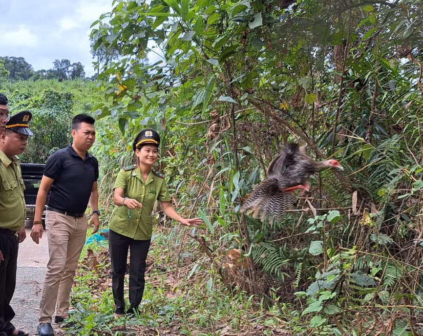 Vào ngày 30/11, Hạt Kiểm lâm TP. Huế xác nhận đã thả 4 cá thể động vật quý hiếm về tự nhiên. Trước đó, trong các ngày 16 -18/11, Hạt Kiểm lâm TP. Huế tiến hành tiếp nhận 1 gà lôi trắng, 2 khỉ mặt đỏ và 1 khỉ đuôi lợn từ ông H.V.S. (ở phường Hương Sơ), bà N.T.L.P. (ở phường Kim Long) và Tịnh Thất An Lạc tại xã Thủy Bằng (TP. Huế).