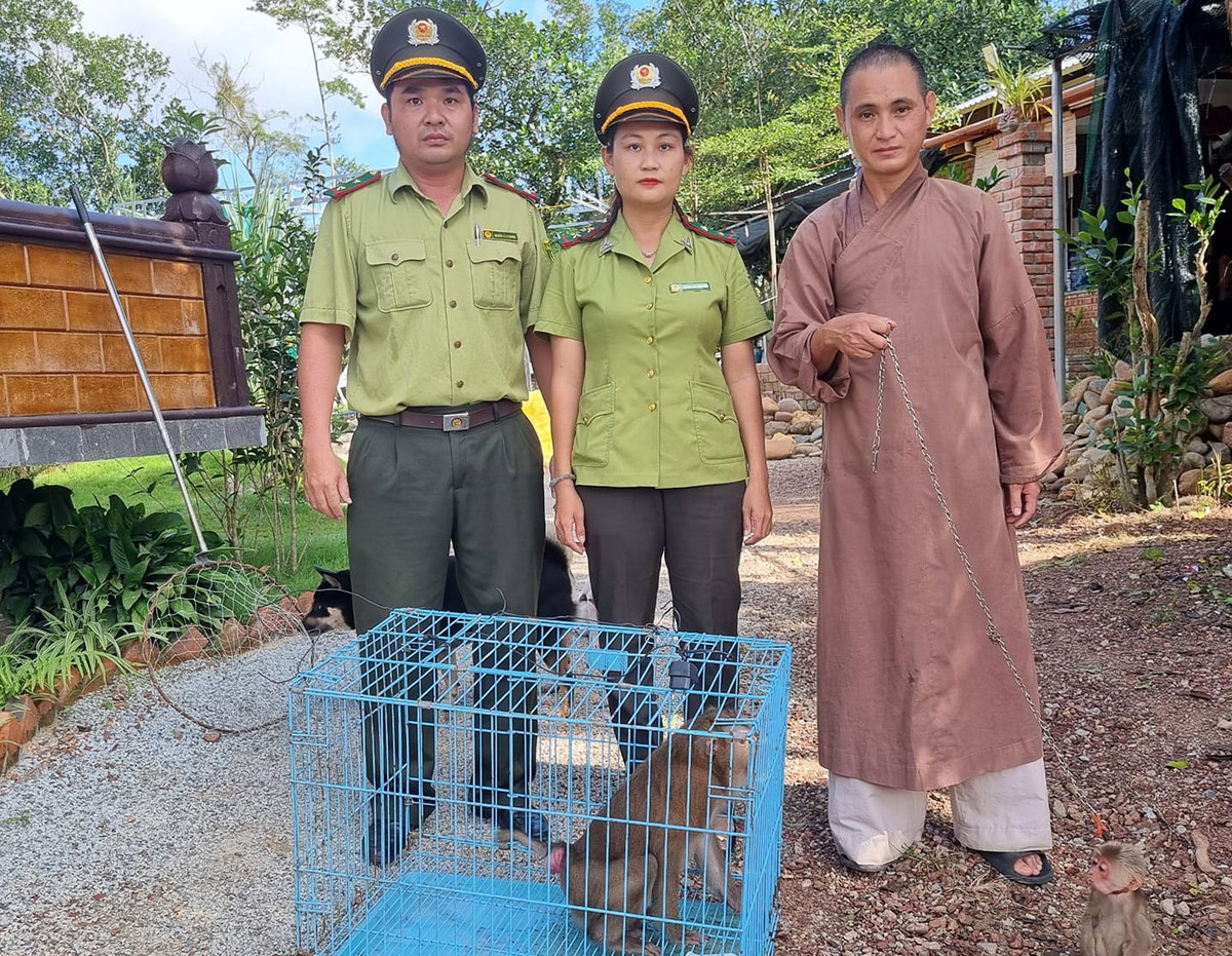 Sau khi tiếp nhận, Hạt Kiểm lâm TP. Huế thực hiện kiểm tra sức khỏe, chăm sóc 4 cá thể động vật hoang dã do người dân giao nộp.