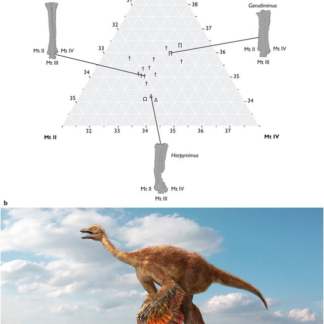 Kết quả nghiên cứu của nhóm chuyên gia chỉ ra khủng long Ornithomimosauria có ngoại hình khá giống đà điểu khi sở hữu chiếc đầu nhỏ, cánh tay dài và chân khỏe.