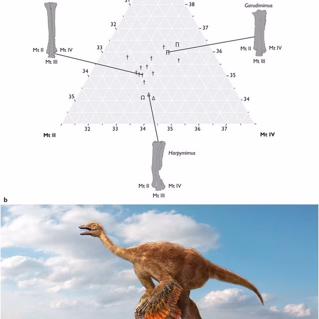 Kết quả nghiên cứu của nhóm chuyên gia chỉ ra khủng long Ornithomimosauria có ngoại hình khá giống đà điểu khi sở hữu chiếc đầu nhỏ, cánh tay dài và chân khỏe.