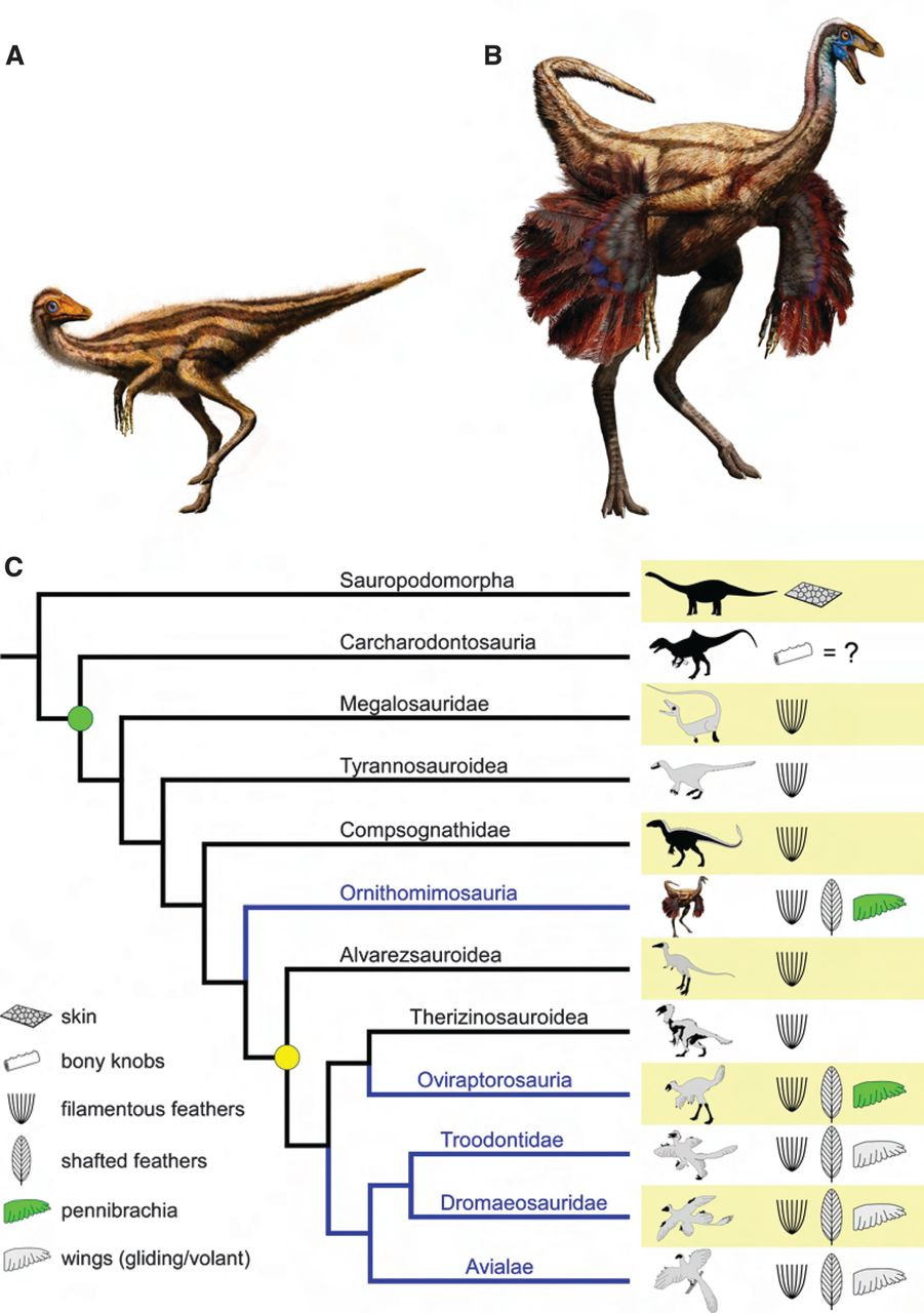 Loài khủng long Ornithomimosauria có hình dáng giống đà điểu đã phát triển đến kích thước khổng lồ ở miền đông Bắc Mỹ vào khoảng 85 triệu năm trước.