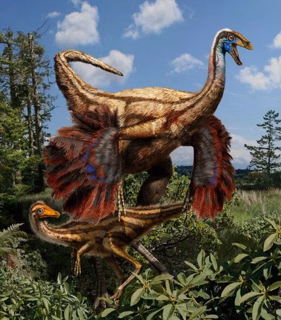 Nhóm nghiên cứu ước tính loài lớn hơn có thể đạt trọng lượng hơn 800 kg khi trưởng thành. Một số cá thể có thể nặng hơn. Theo đó, chúng trở thành một trong những loài Ornithomimosauria lớn nhất từng sống trên Trái đất.