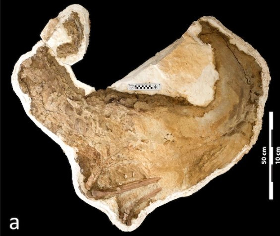 Thông qua so sánh tỷ lệ của những hóa thạch khủng long Ornithomimosauria với kiểu phát triển bên trong xương, nhóm nghiên cứu xác định chúng có thể thuộc về 2 loài. Trong đó, một loài Ornithomimosauria có kích thước tương đối nhỏ trong khi loài còn lại có cơ thể rất lớn.