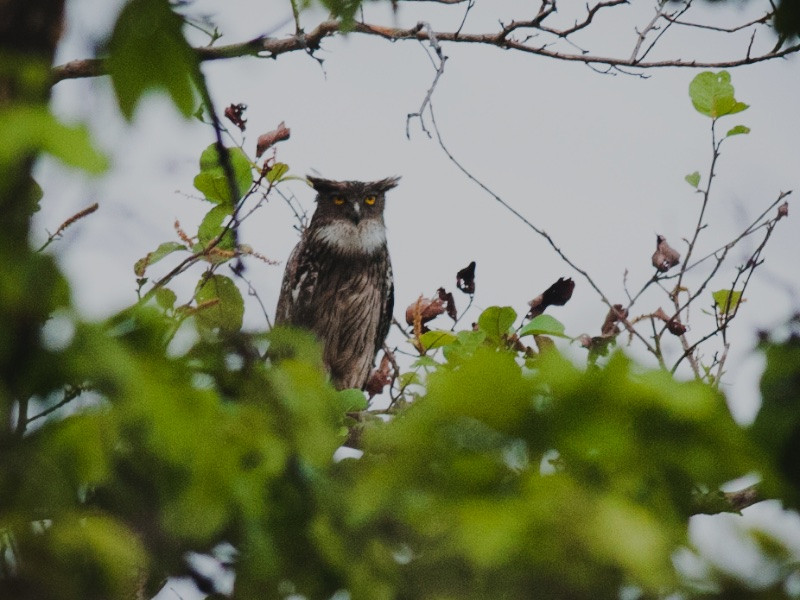 Theo Nghị định số 06/2019/NĐ-CP, ngày 22/1/2019 của Chính phủ về quản lý thực vật rừng, động vật rừng nguy cấp, quý, hiếm và thực thi công ước về buôn bán quốc tế các loài động vật, thực vật hoang dã nguy cấp thì nhóm IIB là loài động vật rừng chưa bị đe dọa tuyệt chủng nhưng có nguy cơ bị đe dọa nếu không được quản lý chặt chẽ, hạn chế khai thác, sử dụng vì mục đích thương mại.