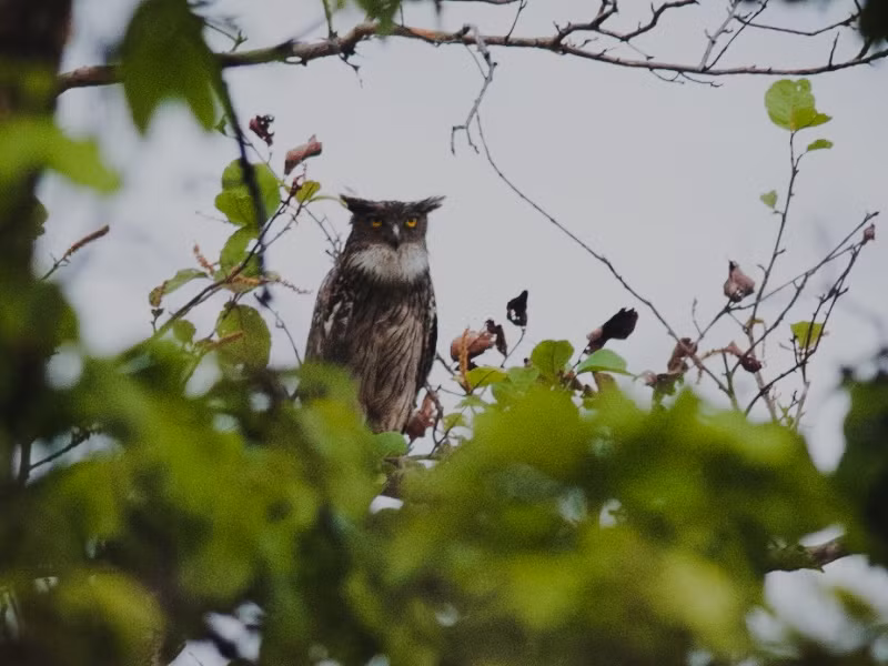 Theo Nghị định số 06/2019/NĐ-CP, ngày 22/1/2019 của Chính phủ về quản lý thực vật rừng, động vật rừng nguy cấp, quý, hiếm và thực thi công ước về buôn bán quốc tế các loài động vật, thực vật hoang dã nguy cấp thì nhóm IIB là loài động vật rừng chưa bị đe dọa tuyệt chủng nhưng có nguy cơ bị đe dọa nếu không được quản lý chặt chẽ, hạn chế khai thác, sử dụng vì mục đích thương mại.