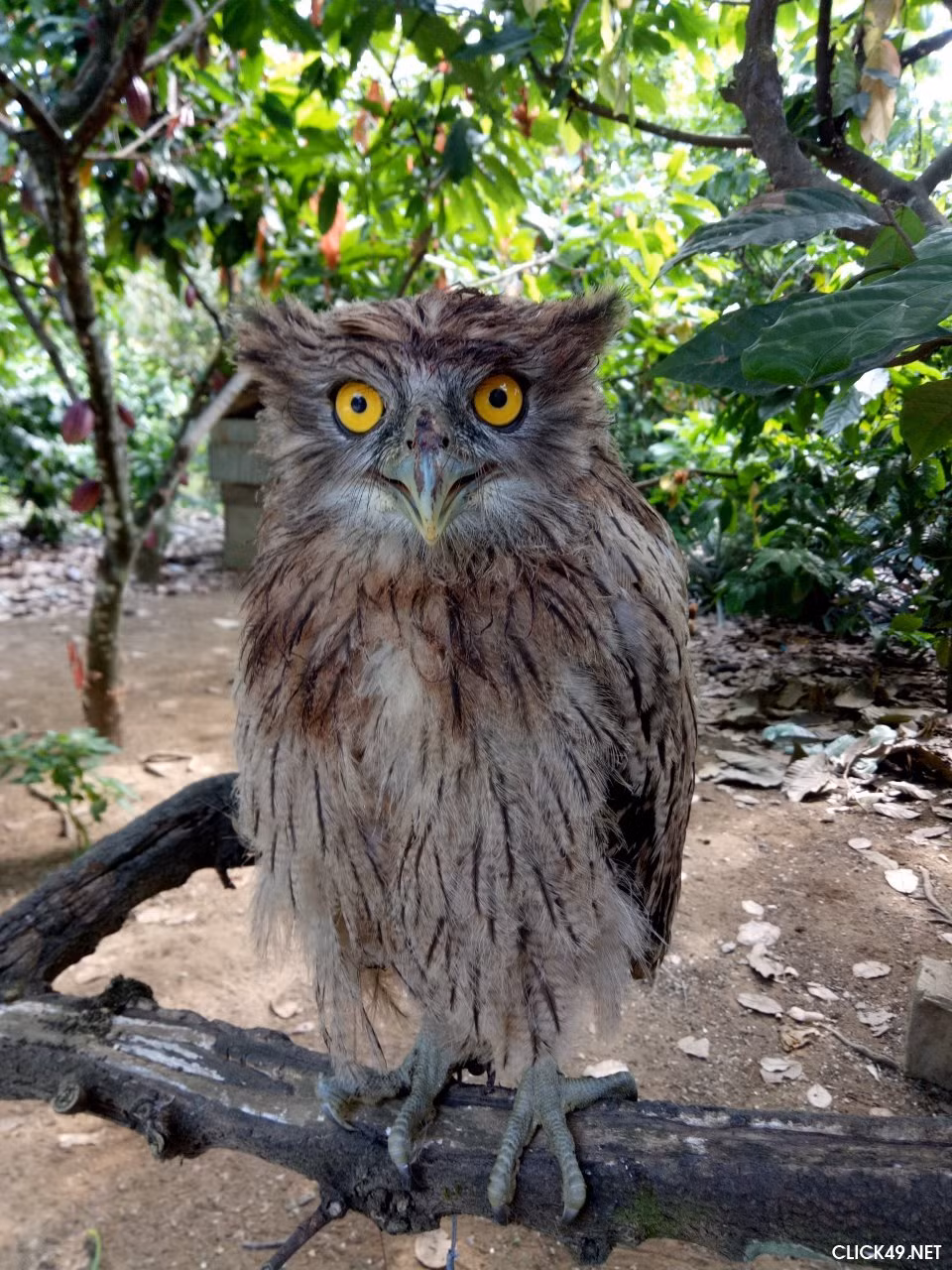 Đây là loài cú mèo lớn, lông tai của Dù dì phương Đông có màu nâu hay nâu đỏ, có nhiều vệt đen ở phía lưng. Chúng có tai cụp, chân không phủ lông và mắt màu da cam. Dù dì phương Đông chủ yếu hoạt động vào ban đêm.