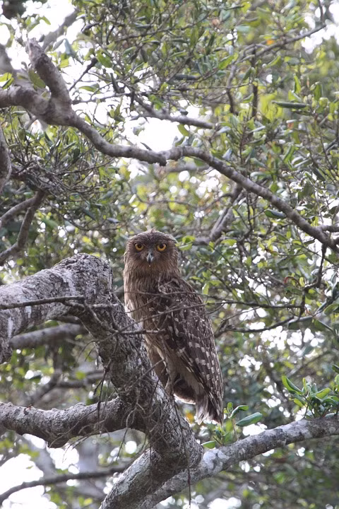 Dù dì phương Đông có tên khoa học là Ketupa zeylonensis orientalis. Loài này thường làm tổ làm ở kẽ đá, hốc cây.