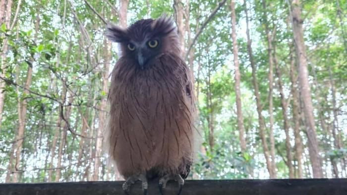 Theo ông Lê Văn Dũng, chim cú cá là một loài chim quý hiếm ở Vườn quốc gia Mũi Cà Mau - nơi ghi nhận có ít nhất 4 cá thể Dù dì phương Đông (gồm chim bố, mẹ và 2 chim con).