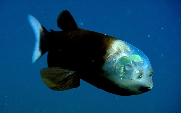 Cá Macropinna microstoma sống ở độ sâu khoảng 600 - 800m. Chúng hầu như luôn ở trạng thái bất động dưới nước. Vẻ ngoài của chúng khá đặc biệt khi có một phần cơ thể như "mái vòm" trong suốt, chứa đầy chất lỏng trên đầu. Nhờ vậy, tròng mắt và các nội tại bên trong của nó có thể nhìn thấy rõ từ bên ngoài.