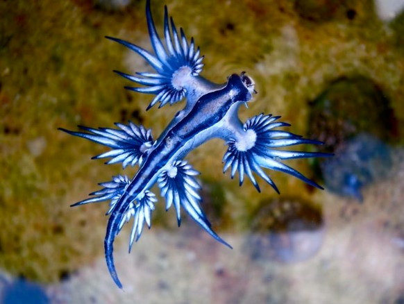 Rồng xanh hay con gọi thiên thần xanh là những tên gọi mĩ miều của loài sên biển Glaucus Atlanticus. Loài này sống ở vùng nước ấm tại các đại dương. Mỗi cá thể rồng xanh đều có cơ thể hơi dẹt và nổi bật với 6 chi phụ với nhánh tỏa ra tuyệt đẹp.