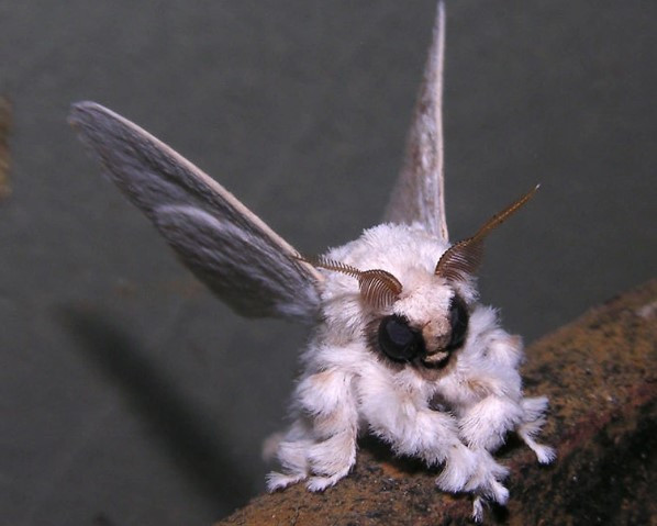 Bướm đêm Poodle Venezuela có vẻ ngoài kỳ dị trông giống như sinh vật ngoài hành tinh khi có bộ lông giống chó xù bao phủ ở phần đầu, ngực, bụng và thậm chí cả cánh.