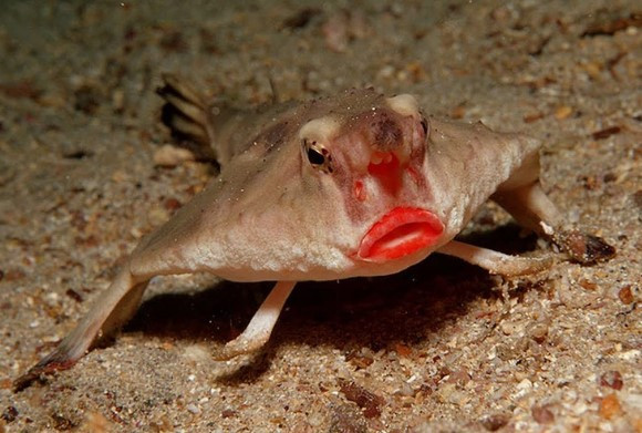 Cá dơi môi đỏ có tên khoa học là Ogcocephalus Darwini có thể đi bộ dưới đáy biển bằng vây. Nhờ sở hữu đôi môi cong dày bắt mắt và quyến rũ giống như con người, chúng có thể nhận biết hoặc thu hút bạn tình.