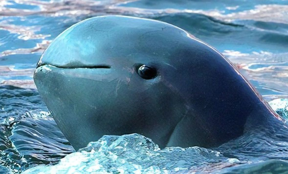 Cá heo Irrawaddy chủ yếu sống ở Vịnh Bengal và khu vực Đông Nam Á. Đặc điểm thú vị của loài cá heo này là phần đầu rất tròn và gần như không có mỏ nhô về phía trước.