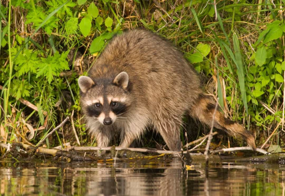 Thay vì ăn ngay lập tức con mồi sau khi bắt được, gấu trúc Bắc Mỹ thường có thói quen nhúng "chiến lợi phẩm" xuống nước rồi mới thưởng thức.