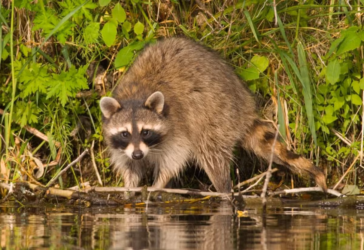Thay vì ăn ngay lập tức con mồi sau khi bắt được, gấu trúc Bắc Mỹ thường có thói quen nhúng "chiến lợi phẩm" xuống nước rồi mới thưởng thức.