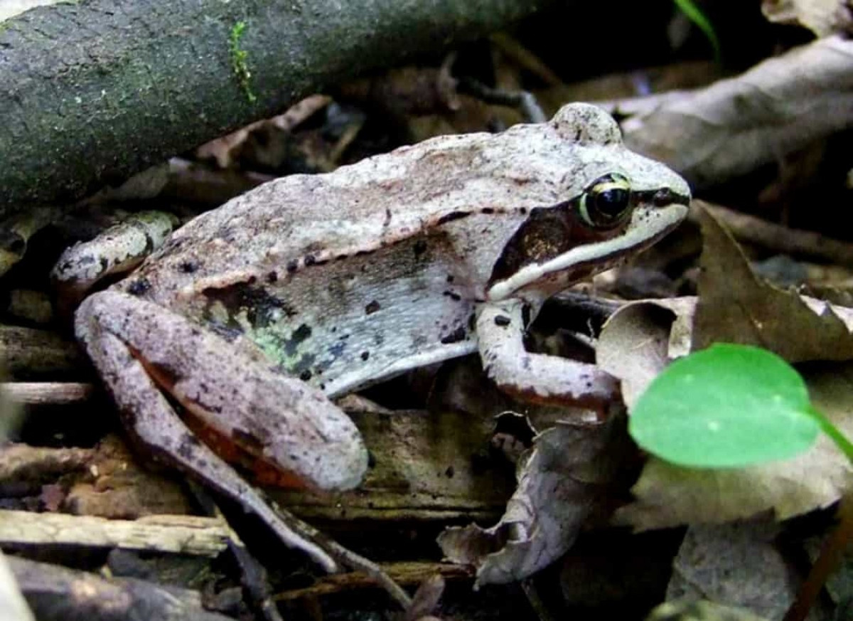 Nghiên cứu của các chuyên gia chỉ ra ếch sống trong rừng có thể ngủ đông trong trạng thái gần như đã chết. Nguyên do là bởi tim của chúng đập rất chập, thậm chí băng tuyết hình thành trong mạch máu. Thế nhưng, khi thời tiết ấm lên, loài động vật hoang dã này bắt đầu thở và trái tim đập trở lại như bình thường.