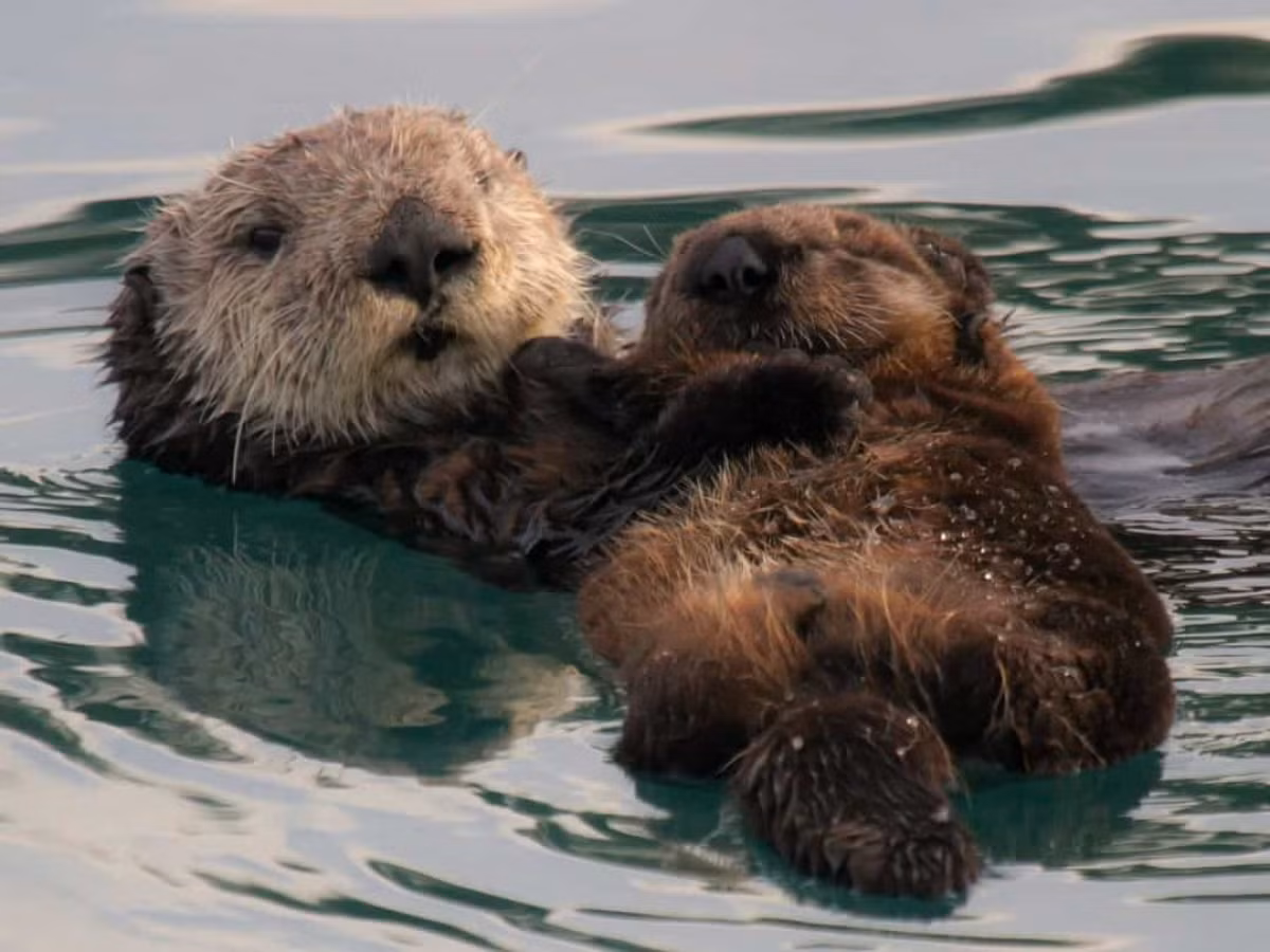 Rái cá được đánh giá là loài động vật tinh nghịch và hòa đồng. Loài này có một thói quen thú vị khiến nhiều người thích thú là nắm tay nhau khi ngủ. Chúng làm như vậy để không bị cuốn trôi theo dòng nước.