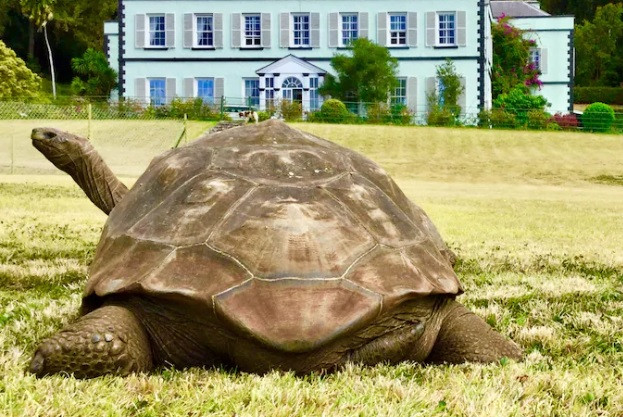 Ở tuổi 190, rùa Jonathan có chiều dài cơ thể là 122 cm. Kích thước này được nó giữ nguyên kể khi được đưa tới đảo đảo Saint Helena.